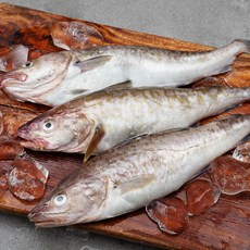 부산 13번 중매인 생물대구 3~4미, 1kg(중, 3~4미), 1개