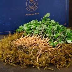 몸애조화 GAP 인증 새싹삼 100뿌리 선물세트, 1세트