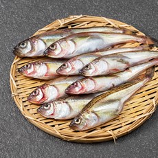 엠수산 생물 도루묵, 700g, 1개