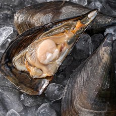 아라보감 산지직송 자연산 키조개 3미, 1.2kg, 1개