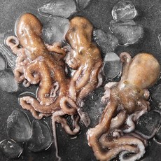 백미리 서해안 산지직송 활낙지, 300g(소 2~3미), 1개