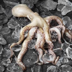 남해안 산지직송 자연산 생물 문어 (냉장), 400g, 1개