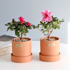 모리앤 토분에 심은 철쭉 2종 세트, 혼합색상, 1세트