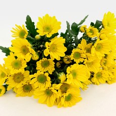 아임플라워 생화 소국 3~7대, 옐로우