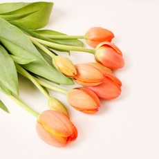 아임플라워 생화 튤립, 오렌지