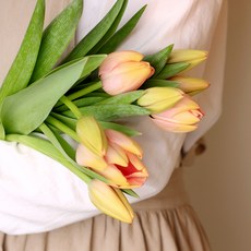 아임플라워 생화 튤립, 망고