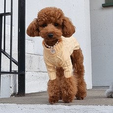 도그레이 강아지 내추럴 목폴라 니트, CREAMORANGE, 1개