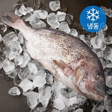 아라보감 맛 좋기로 소문난 남해 미조 손질 참돔 탕용 / 구이용 (냉동), 1.1~1.5kg, 1개