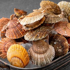 백미리 서해안 산지직송 국화도 비단가리비, 1.2kg, 1개