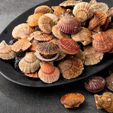 백미리 서해안 산지직송 국화도 비단가리비, 2kg, 1개