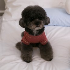AMYLOVESPET 狗狗睡衣, 柔軟粉