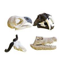 恐龍化石恐龍頭A, 混合顏色