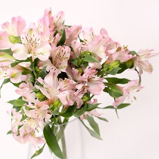 아임플라워 생화 알스트로메리아, 핑크