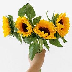 아임플라워 생화 해바라기, 혼합색상