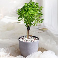 블뤼엔 노블리 바질트리 M, 혼합색상, 1개