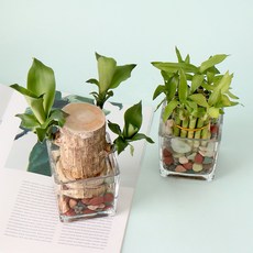 모리앤 제이메이드 개운죽 소 + 행운목 + 유리수반 + 조경돌 세트, 혼합색상, 1세트