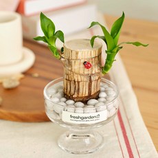 프레시가든 행운목 유리잔 DIY 세트, 혼합색상, 1세트