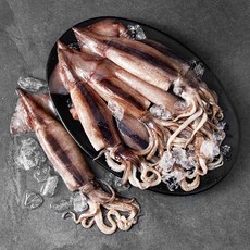 바다림 서해안 산지직송 생물오징어 (냉장), 1.6kg(10미), 1개