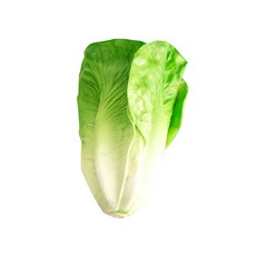 Mdesign 大白菜模型