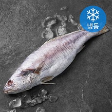 한올레 제주 통민어 (냉동), 500g(특대), 1개