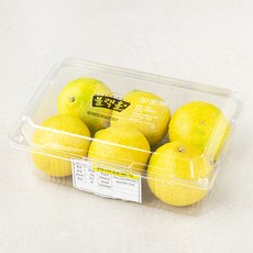 블랙홀 서귀포 황금향, 1개, 1kg(6~7입)