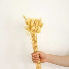 COCODOR 珂珂朵爾 Poaefran乾燥花 旱蓮, 白色