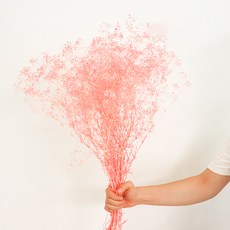 COCODOR 珂珂朵爾 星辰滿天星乾燥花一束, 粉紅色