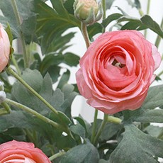 IBERIS Dow F&G Harmonous Rununculus Eggplant 2p, 粉色的