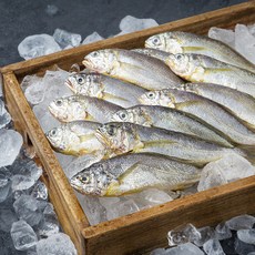 목포수협 어제 낙찰받은 생물 참조기 대 12~14미, 1kg, 1개