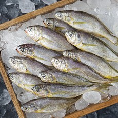 목포수협 생물 참조기 대 12~14미, 1kg, 1개