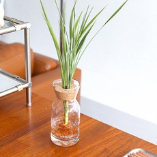 메이크정글 공기정화 수경재배 식물 글래시 No.6 셀레스, 혼합색상, 1개