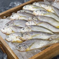 목포수협 어제 낙찰받은 생물 참조기 소 14-16미 (냉장), 1kg, 1개