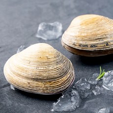 바다자리 국산 생물 개조개 (냉장), 300g, 1개