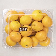 블랙홀 제주 청년 농부 감귤, 2kg(2S~M), 1개