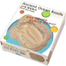 2000古代海洋化石 3種*12入, 1個