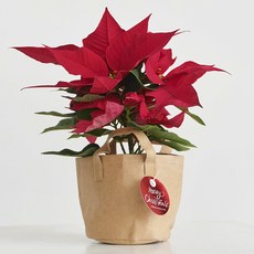 프레시가든 생화 포인세티아 10cm + 빈티지 커버 세트, 혼합색상, 1세트