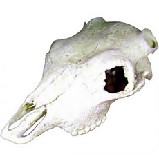 NOMOY PET Mimine Aqua 爬蟲類水牛頭骨骷髏骨裝飾品 NS-74, 單一顏色, 1個