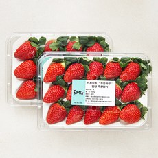 좋은하루 산지직송 담양 죽향 딸기, 350g, 2팩