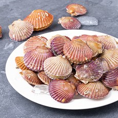 바다림 서해안 산지직송 생물 홍가리비 (냉장), 1kg, 1개