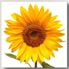 向日葵畫框 大型 風水 油畫 壁掛 18