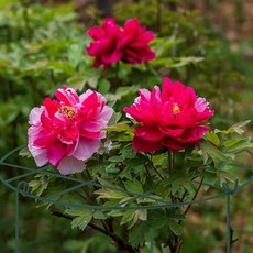 라누브 격자 화초 화분 식물 지지대 5P, 5개