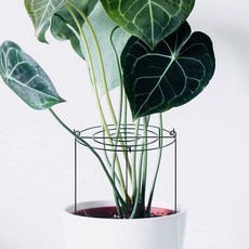 LANOUVE 圓形花草盆栽植物支架 5入