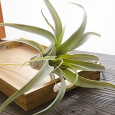 就像昨天春天室內空氣鳳梨藤和諧, 1個, 4