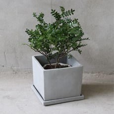 Daim 極簡水泥方形花盆 + 托盤套組, 灰色, 1個