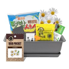 월드가드닝 뷰티6호 텃밭세트 커피컬러, 야생화 샤스타데이지