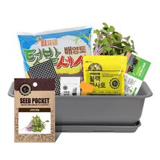 월드가드닝 뷰티6호 텃밭세트 진그레이, 새싹 케일