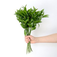 생화 제이메이드 루스커스 25가지, 혼합색상