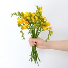 생화 제이메이드 프리지아 20가지, 혼합색상