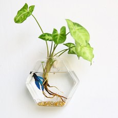 Yeongnumol 室內壁掛式六角玻璃花瓶, 單一顏色