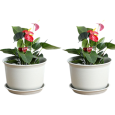 메리길드 화분 2종 + 받침대 플라스틱 수지 2p, 베이지, 1개